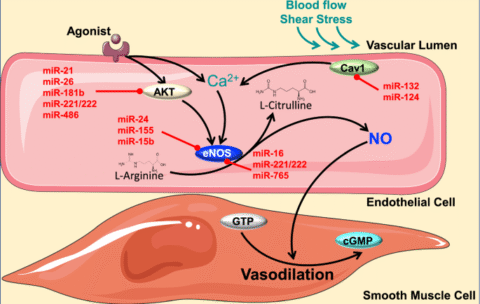 12933_2020_1107_Fig3_HTML