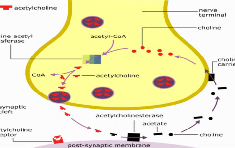 پاراسمپاتیک